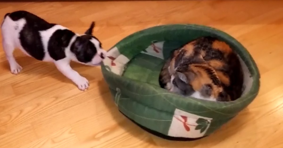 1 6.png?resize=412,232 - Puppy Tries To Take Back His Rightful Bed