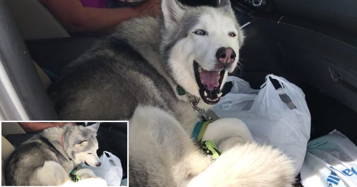 1 60.png?resize=1200,630 - Cute Husky Refuses to Get Out of The Front Seat