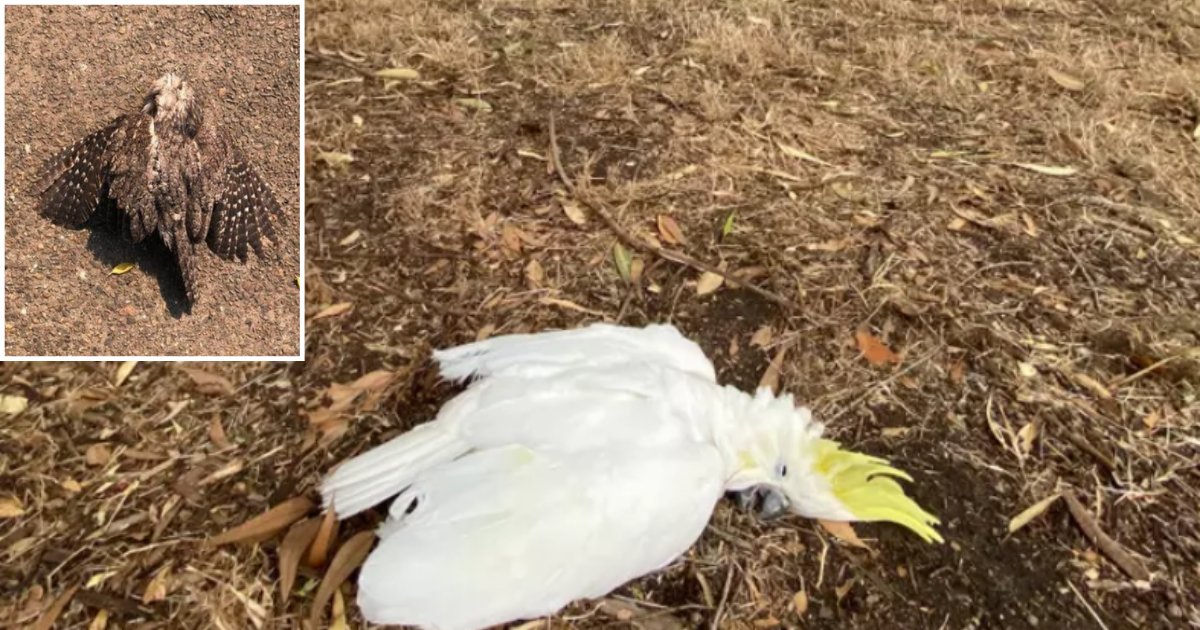 1 62.png?resize=412,275 - En Australie, les animaux meurent d'épuisement en raison de la chaleur d'une manière alarmante