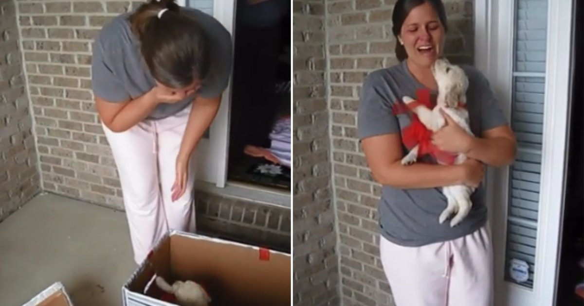 1 63.png?fit=1024%2C538&ssl=1&strip=all - The Woman Was Left In Tears After Being Surprised With A New Puppy