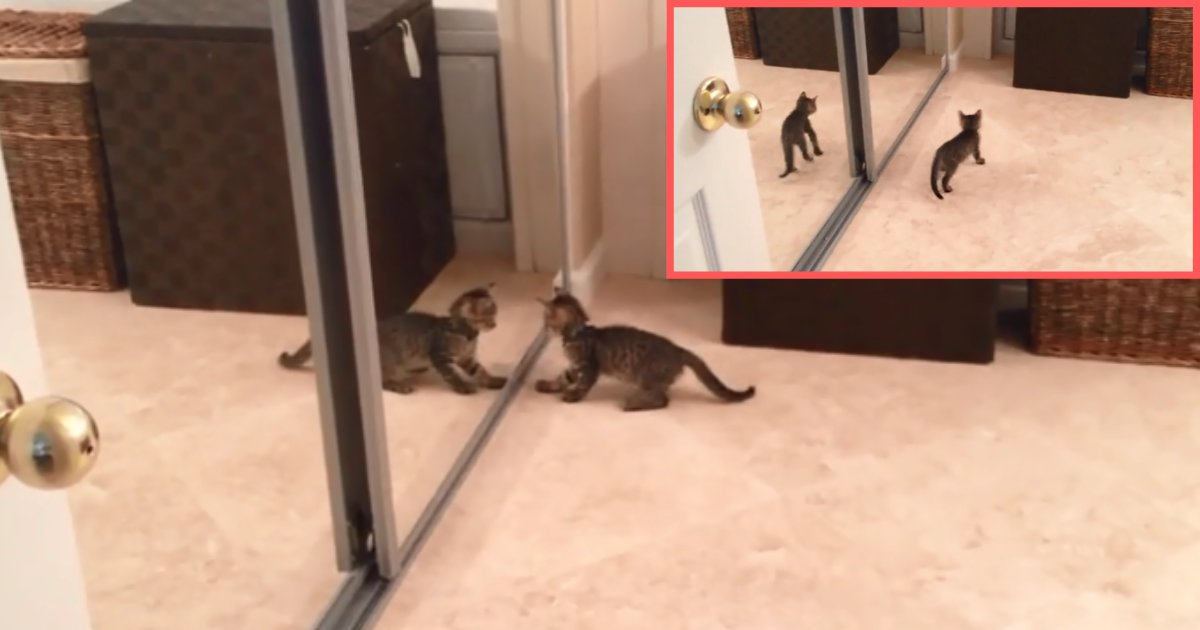 1 65.png?resize=1200,630 - Tabby the Kitten Fails to Recognize Himself In The Mirror