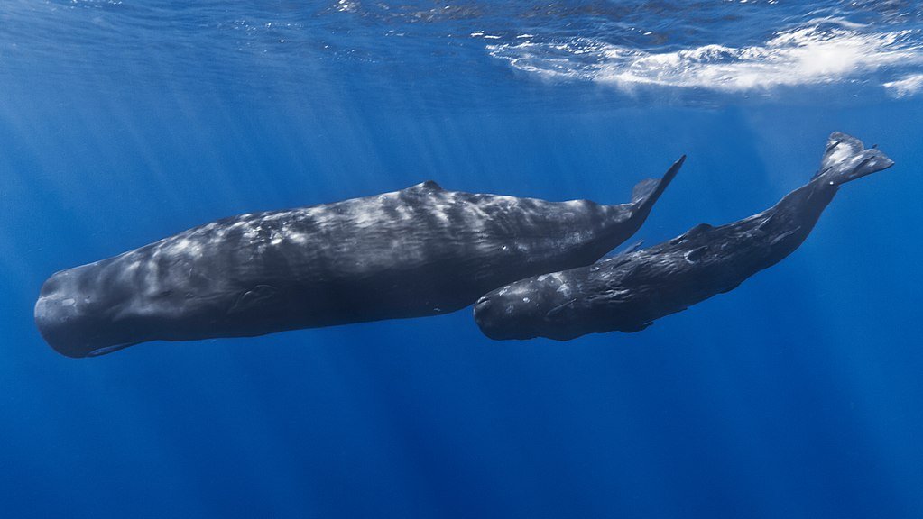 1024px mother and baby sperm whale.jpg?resize=412,232 - Un cachalot retrouvé échoué avec 100 kg de déchets dans l'estomac