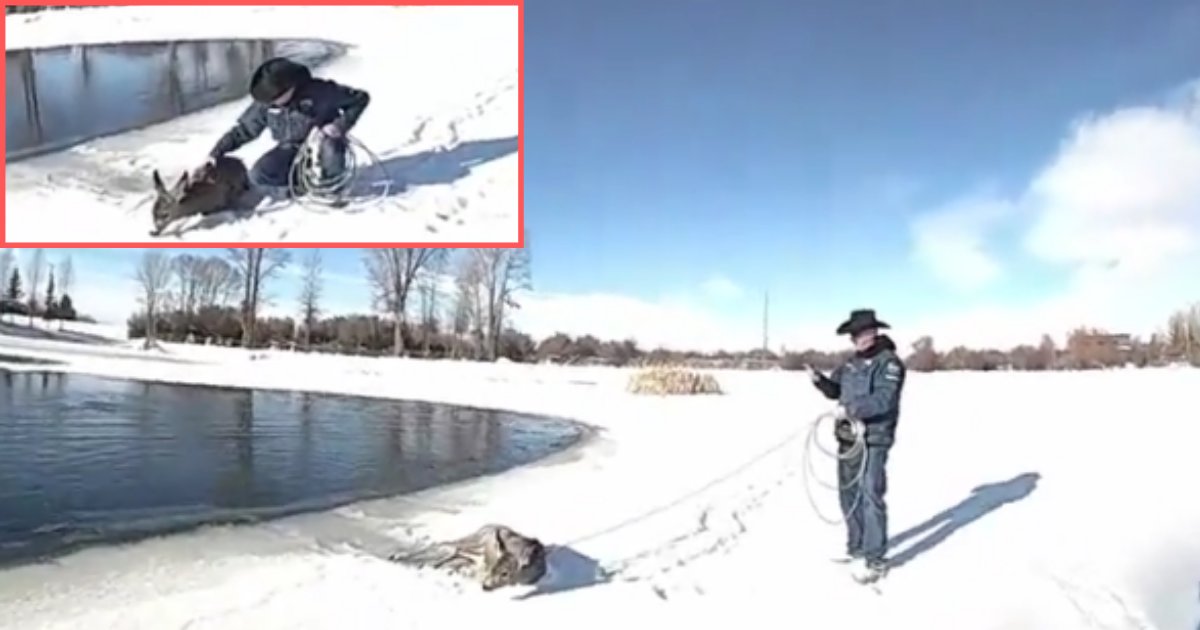 11 20.png?resize=412,275 - County Sheriff Saved The Life of a Deer Drowning Freezing In The Iced Lake