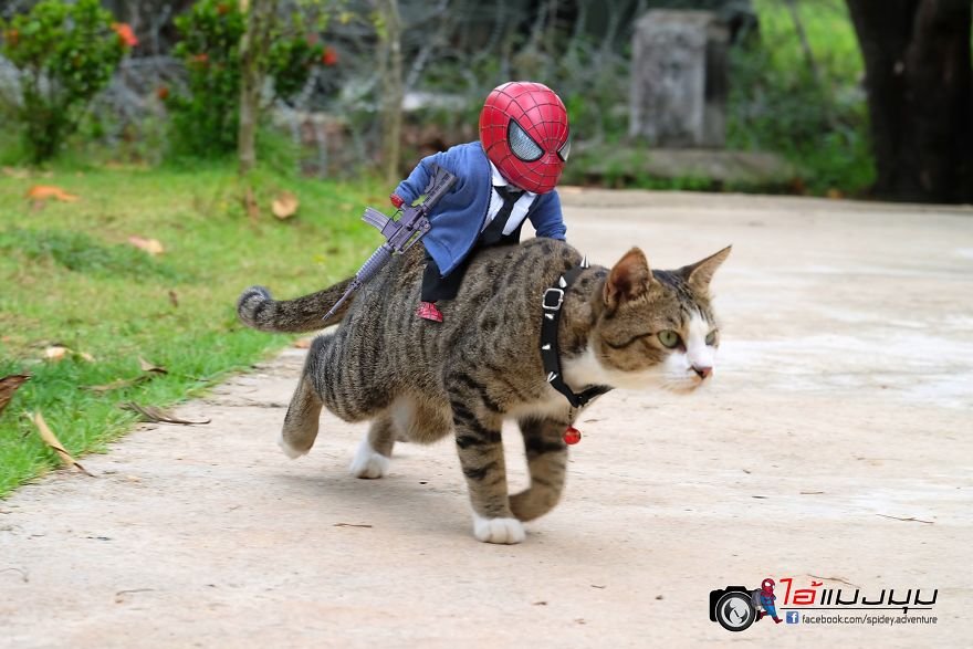 Voir les aventures d'un mini-araignée avec de beaux chats créés par un artiste thaïlandais