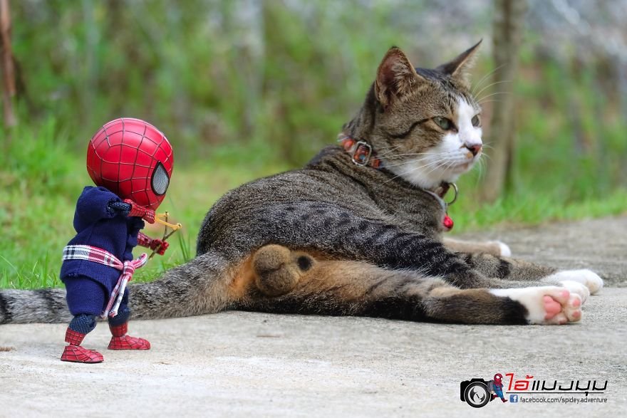 Voir les aventures d'un mini-araignée avec de beaux chats créés par un artiste thaïlandais