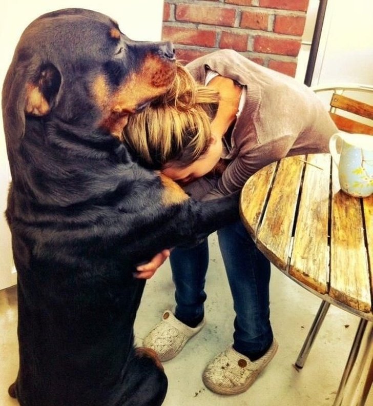 24 Dogs Who Love Their Humans So Much, Their Gazes Are Worth a Million Words