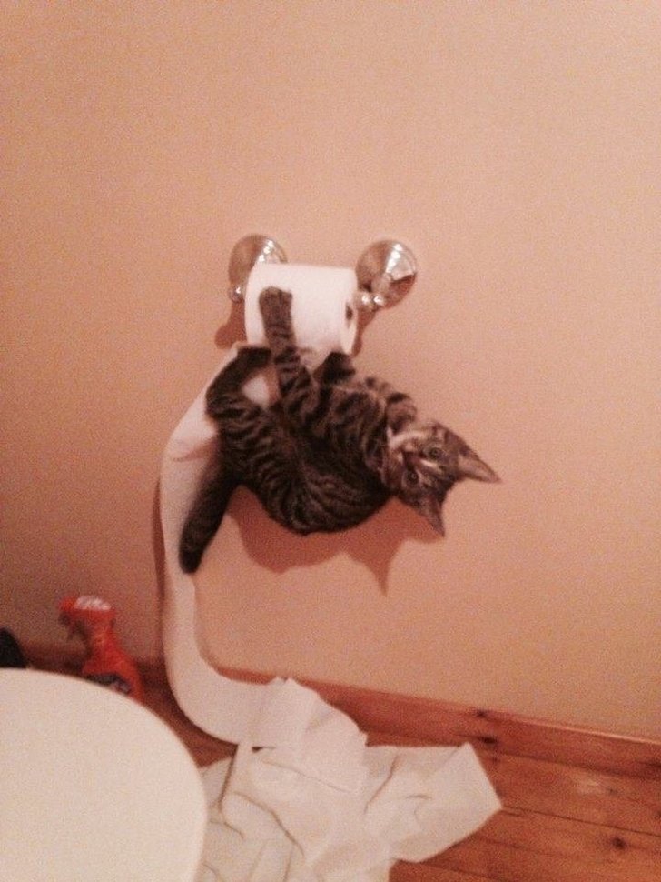 20+ Cats Who Are Good at Being Monsters
