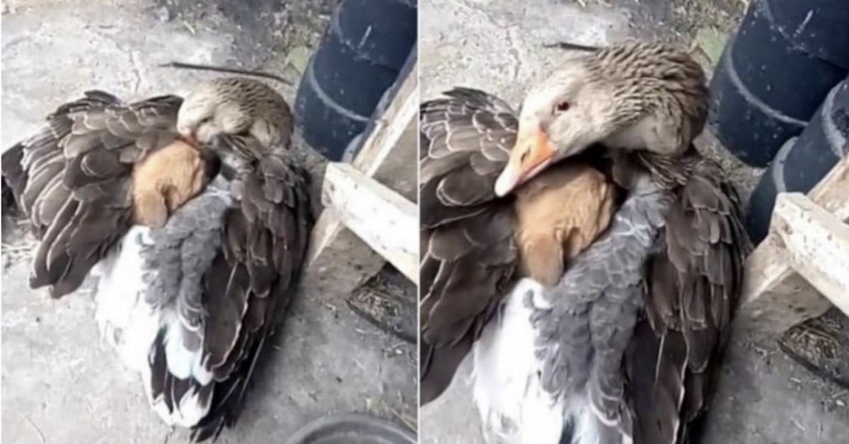A Goose Finds A Scared Puppy Alone And Hugs Him To Comfort Him