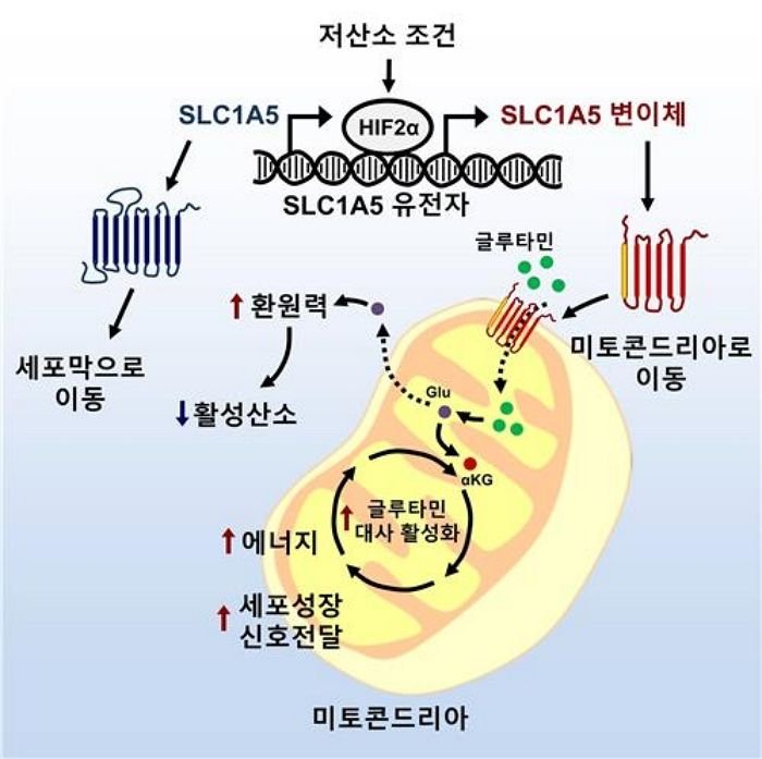암세포 몸속에서 굶겨 죽이는 ‘암 치료법’ 개발한 한국 연구진