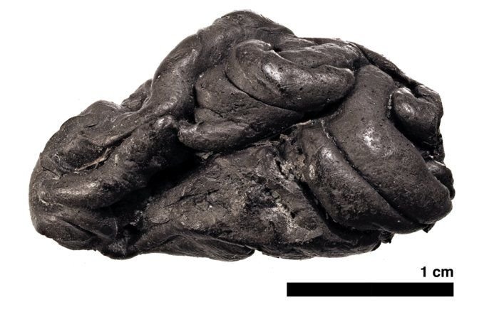 6천 년 전 ‘씹던 껌’에서 발견된 DNA로 복원시킨 ‘석기시대 여성’ 얼굴