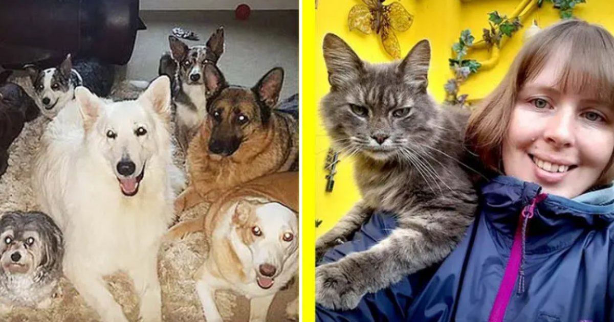 2 11.png?resize=412,232 - A Woman Got All 17 of Her Pets Together to Not Move at All For a Picture