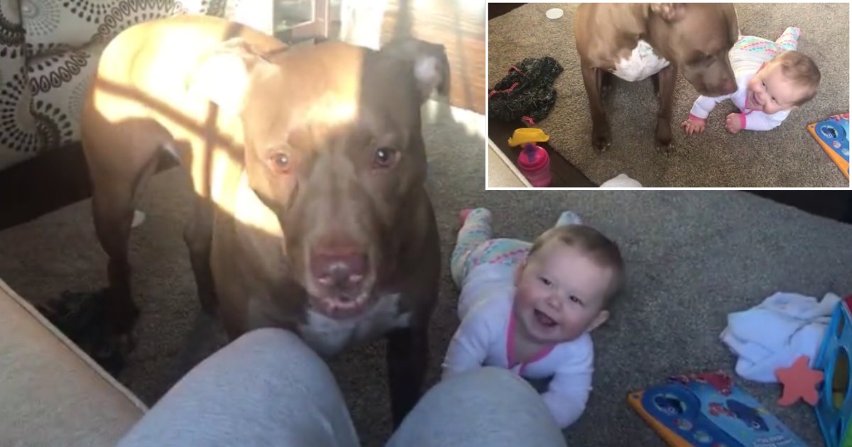 2 12.png?resize=412,275 - Pit Girl Makes Baby Girl Laugh Hysterically Every Time He Catches A Treat