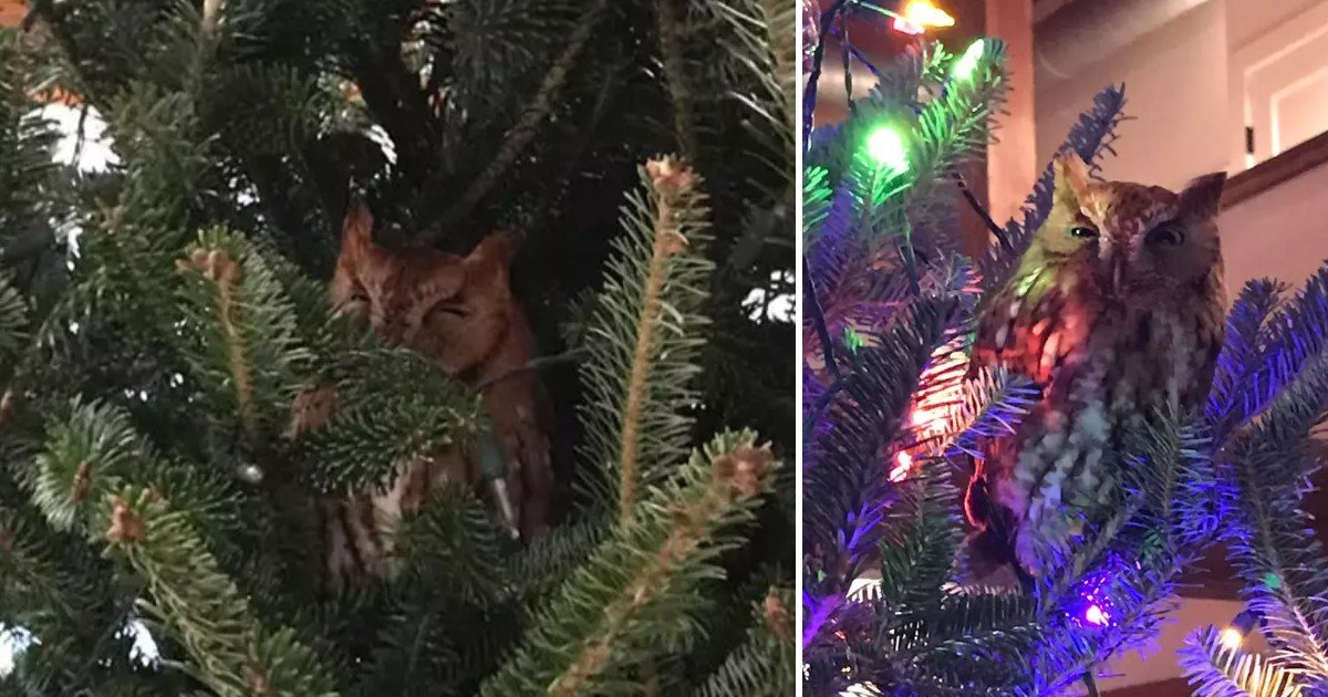 2 171.jpg?resize=1200,630 - 10-Year-Old Girl Surprised To Find A Real Owl In Her Christmas Tree