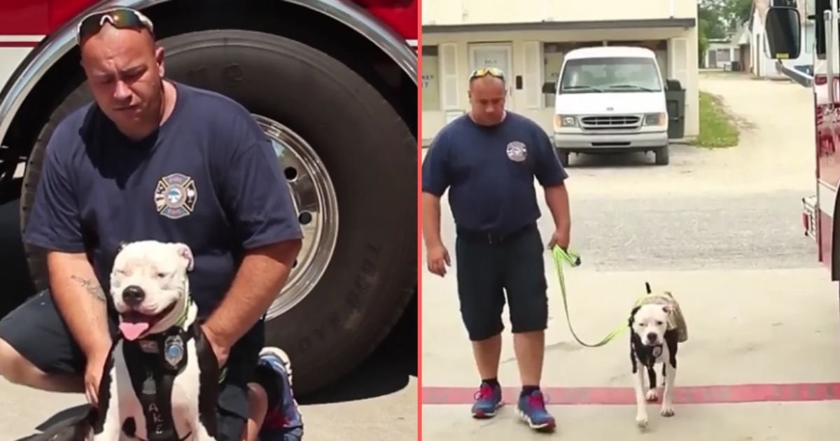 2 19.jpg?resize=412,275 - Pit Bull Mix Turns Out to be a Firefighter