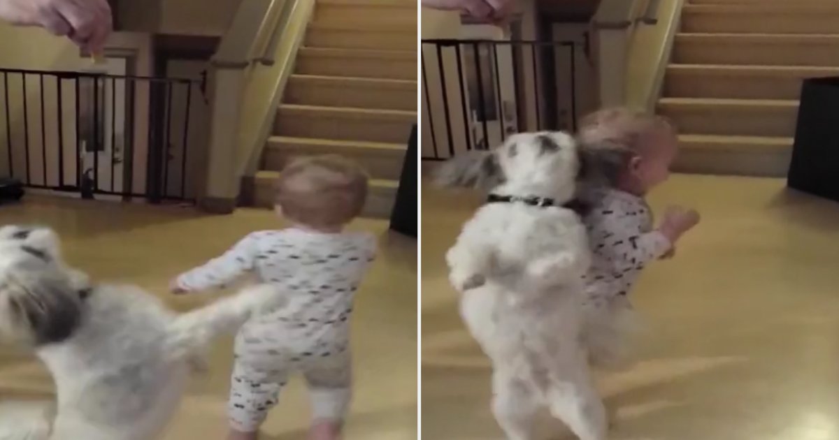 2 2.png?resize=412,232 - Baby And Puppy Spin Together To Get Snacks