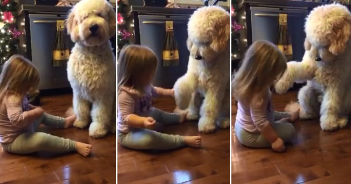 2 47.png?resize=412,232 - Little Girl Training Her Pup Is An Absolute Treat To Watch