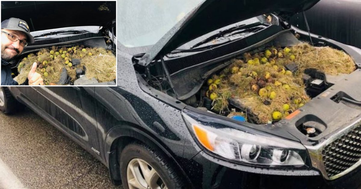 2 55.png?resize=1200,630 - Woman Was Left Stunned To Uncover A Bizarre Secret Under The Hood Of Her Car