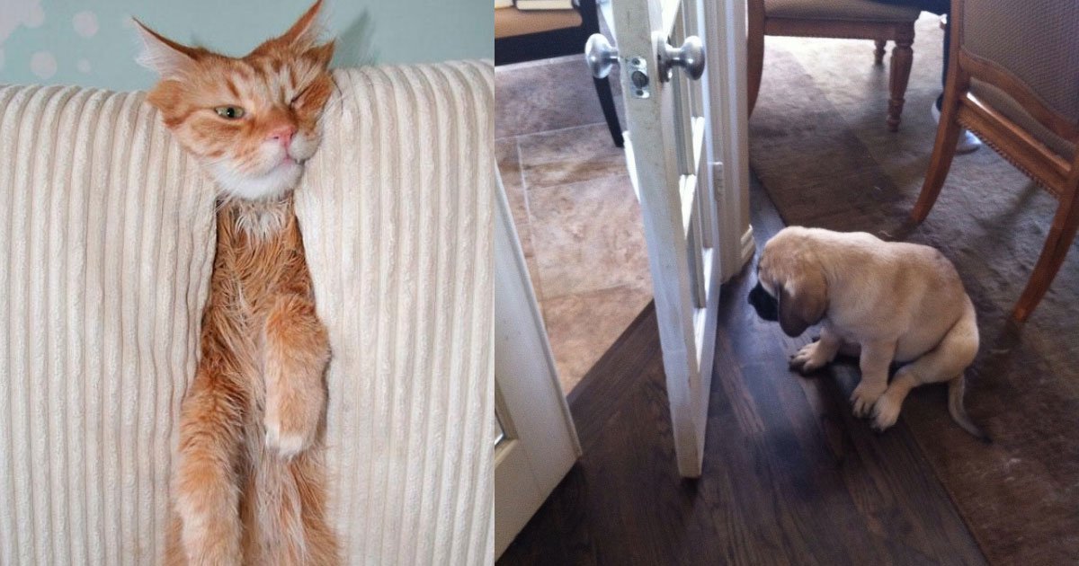 20 hilarious pictures that show different habits of pets.jpg?resize=412,275 - 20 Hilarious Pictures That Show Different Habits Of Pets