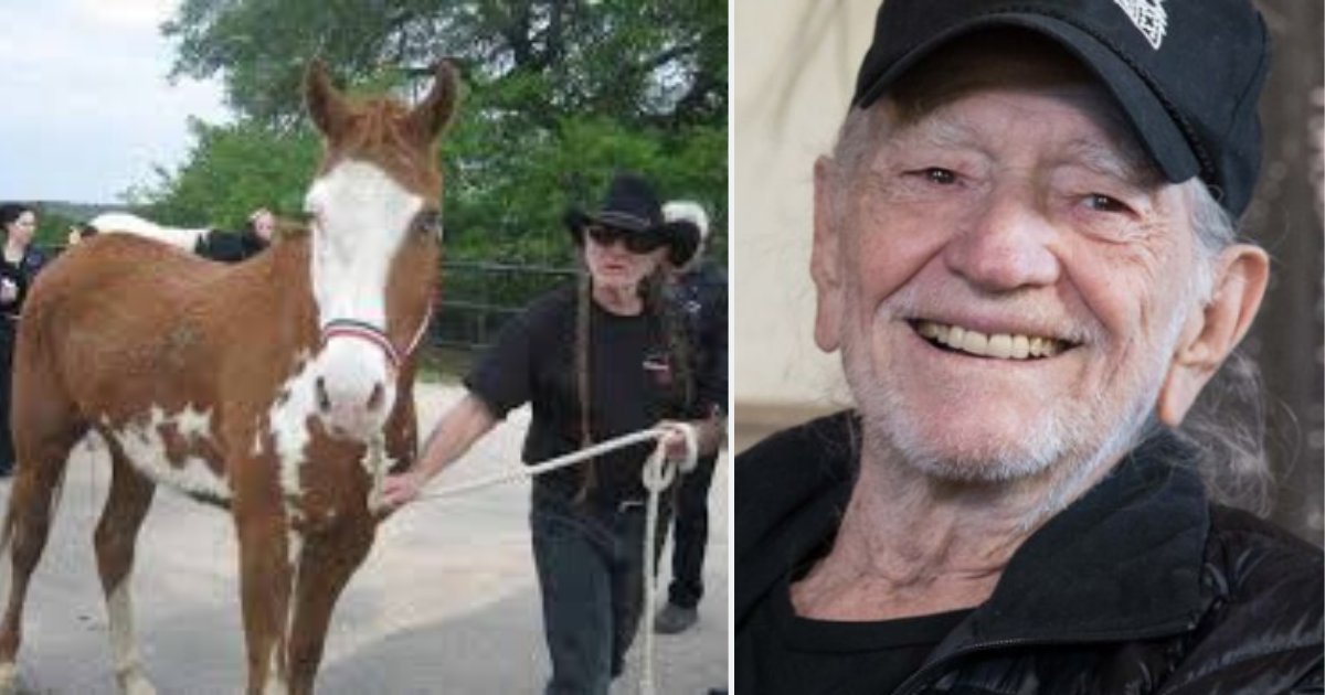3 12.png?resize=1200,630 - Legendary Musician Willie Nelson Rescued 70 Horses From Slaughterhouse and Gave Them His 700 Acres Ranch 