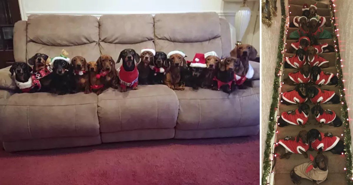 3 149.jpg?resize=1200,630 - Man Captured The Ultimate Holiday Photo With His 17 Adorable Dogs