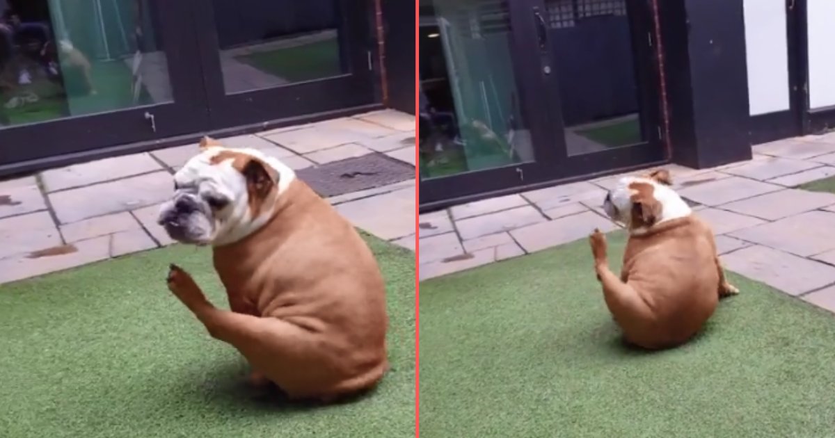 3 43.png?fit=1024%2C538&ssl=1&strip=all - Poor Dog is Too Chubby to Scratch The Annoying Itch