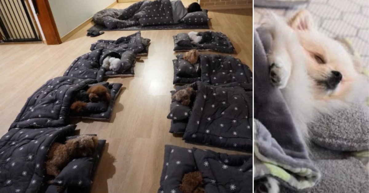 3 54.png?resize=412,275 - Ces photos d'adorables chiots profitant d'une sieste dans une garderie pour chiots sont tout ce dont vous avez besoin