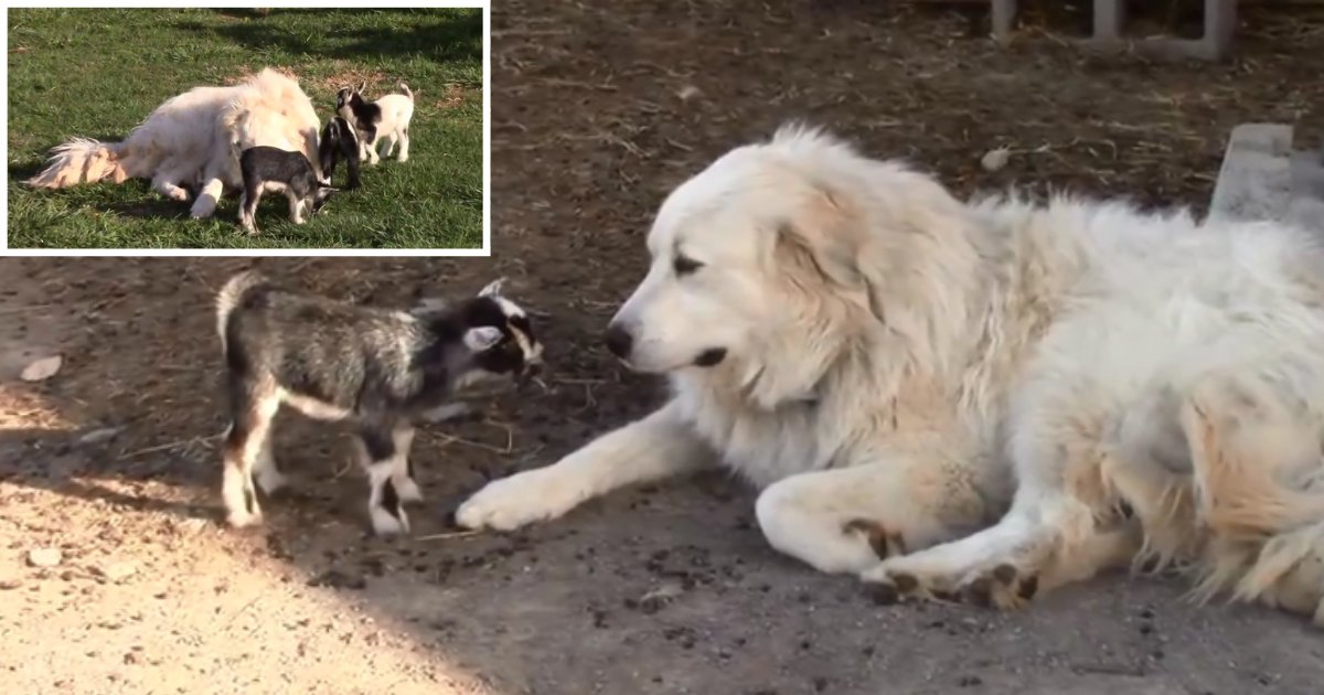 3 60.png?resize=1200,630 - Betty And The Baby Goats Cuddle Up And Play With Each Other