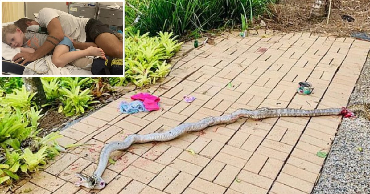 3 67.png?resize=1200,630 - Brave Heart Father Rescued His 4-Year-Old Son From A 15ft Scrub Python