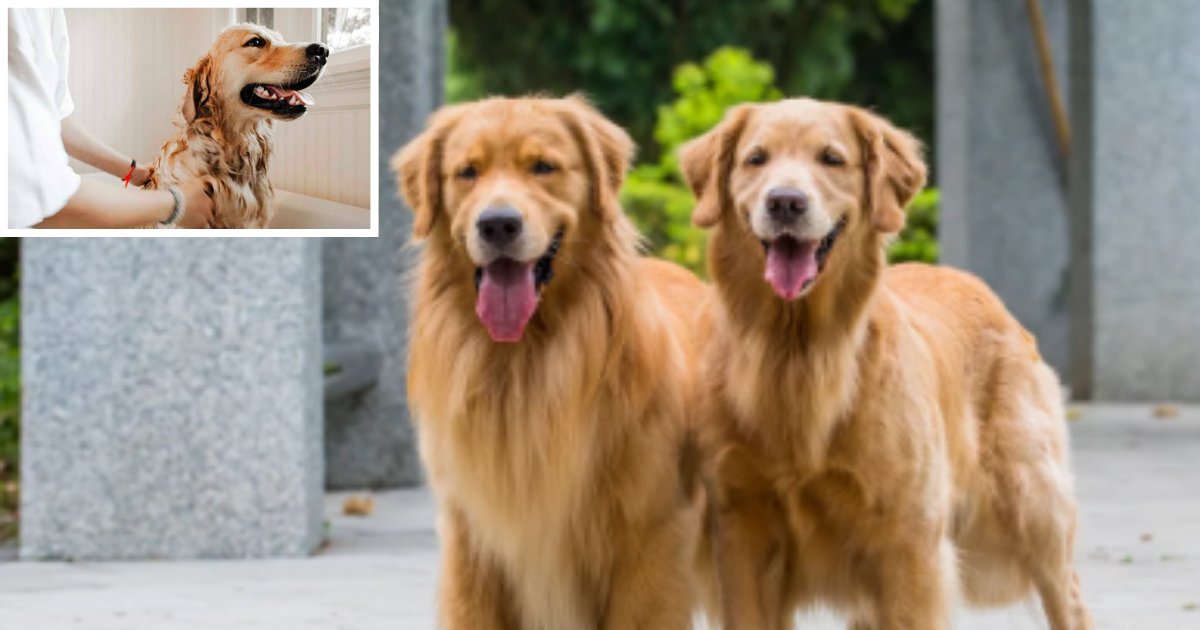 4 2.png?resize=412,232 - This Couple is Offering $40K to Someone Who Can Take Care of Their Golden Retrievers