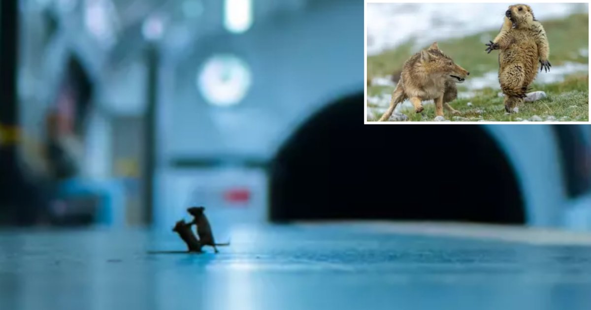 4 34.png?resize=1200,630 - A Picture Showing 2 Mice Fighting at an Underground in London Is Up For The Wildlife Photo Of The Year