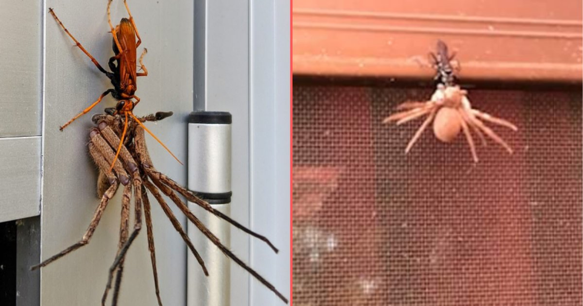 4 42.png?resize=1200,630 - An Incredible Photo Captured A Hawk Wasp Dragging a Dying Huntsman Spider For a Feast