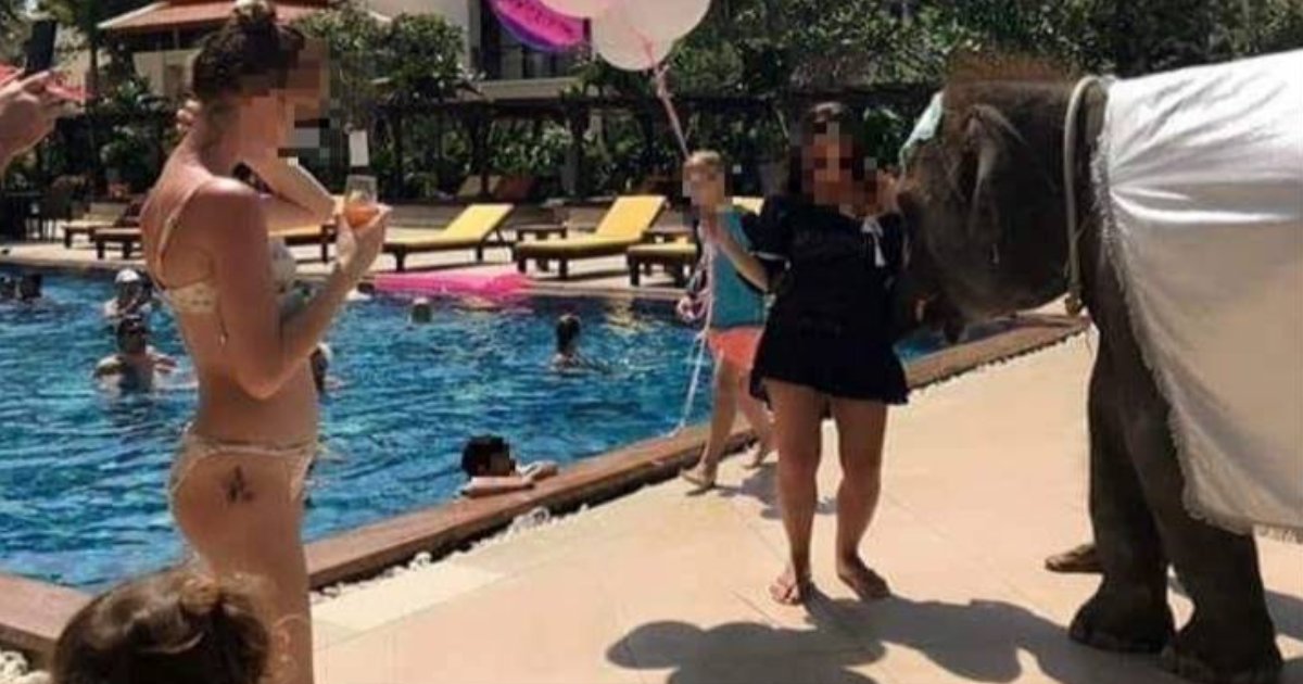 4 43.png?resize=1200,630 - A Five-Star Resort In Thailand Allegedly Used Baby Elephant To Entertain Guests