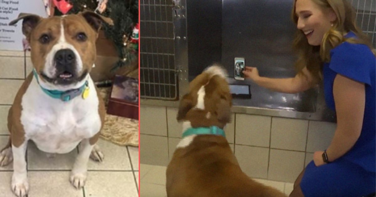 4 57.png?resize=1200,630 - Stolen Pit Bull Returned Home From 2,000 Miles Away On Christmas