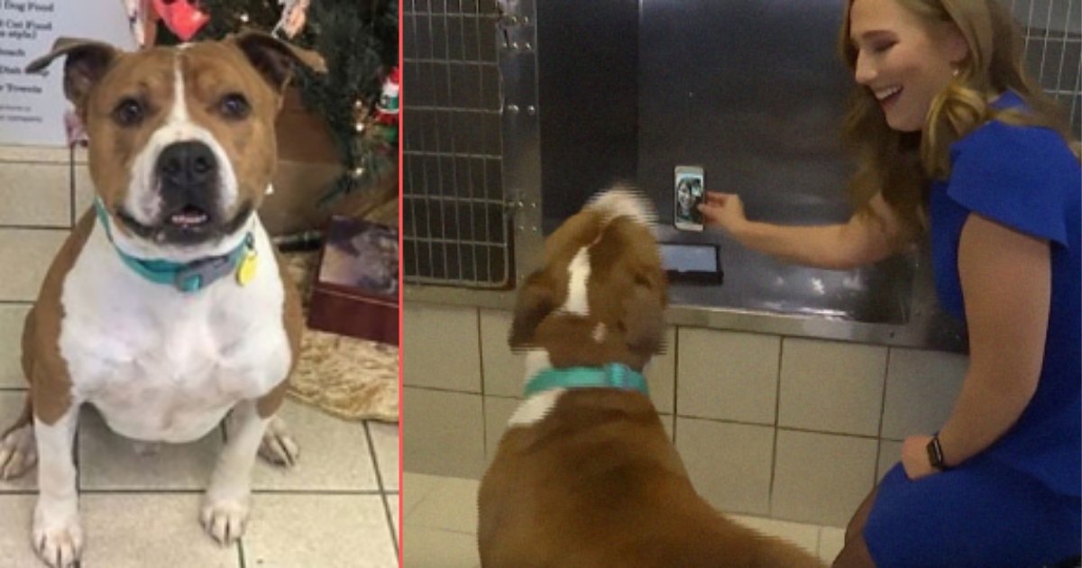 4 57.png?resize=412,275 - Stolen Pit Bull Returned Home From 2,000 Miles Away On Christmas