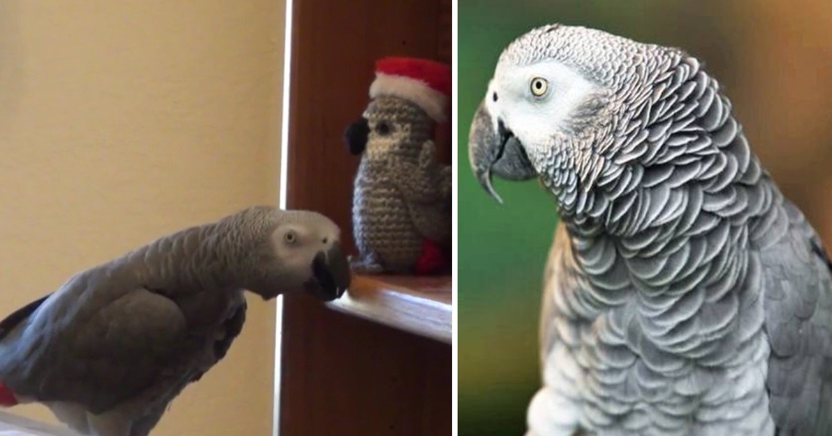 4 83.jpg?resize=1200,630 - Einstein The Parrot Tried Talking To The Elf On The Shelf