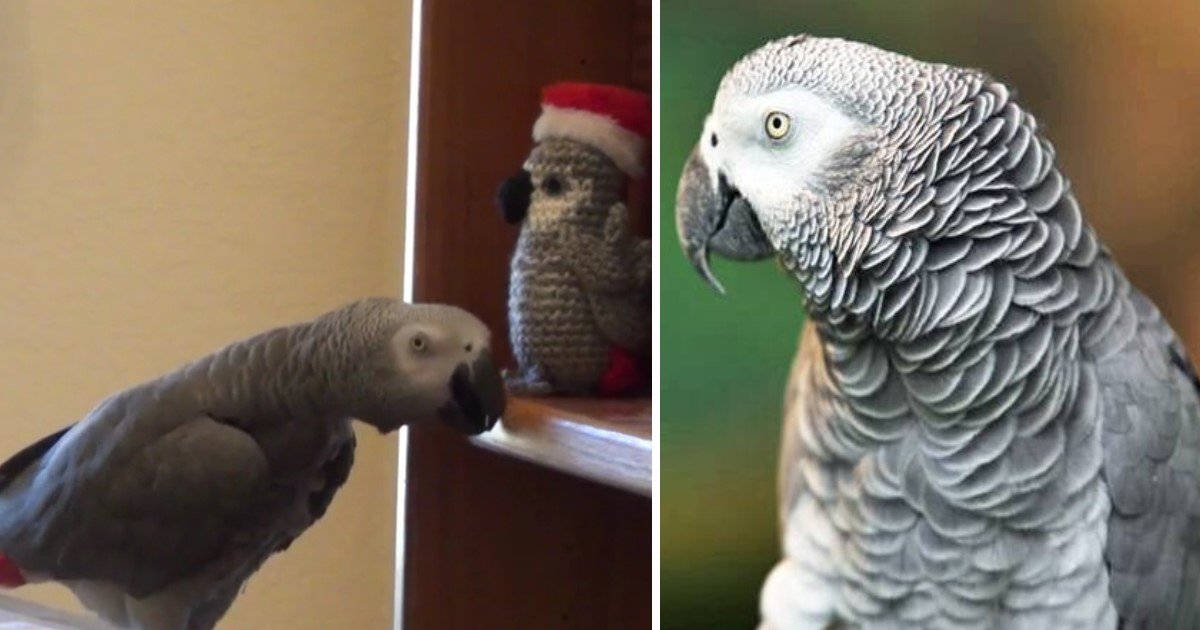 4 83.jpg?resize=412,275 - Einstein The Parrot Tried Talking To The Elf On The Shelf