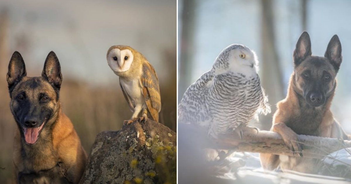 42 6.png?resize=412,275 - Photographer Captured A Rare Friendship Between A Dog and An Owl