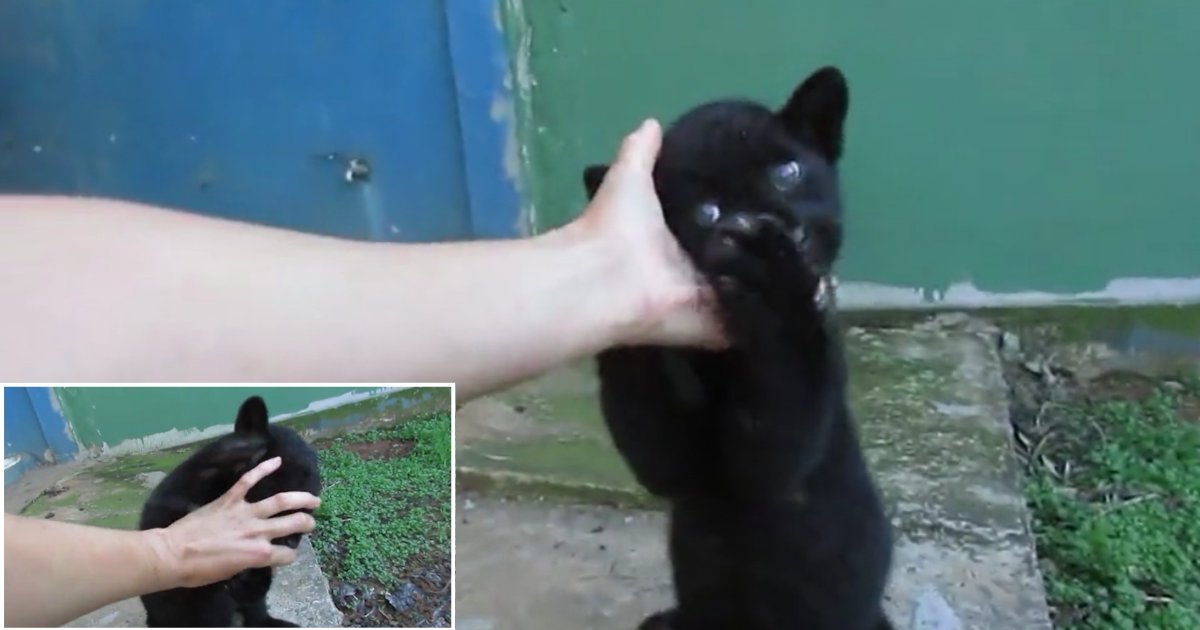 5 45.png?resize=1200,630 - Black Jaguar Is Learning His Predatory Skills Through His Master In The Most Adorable Way
