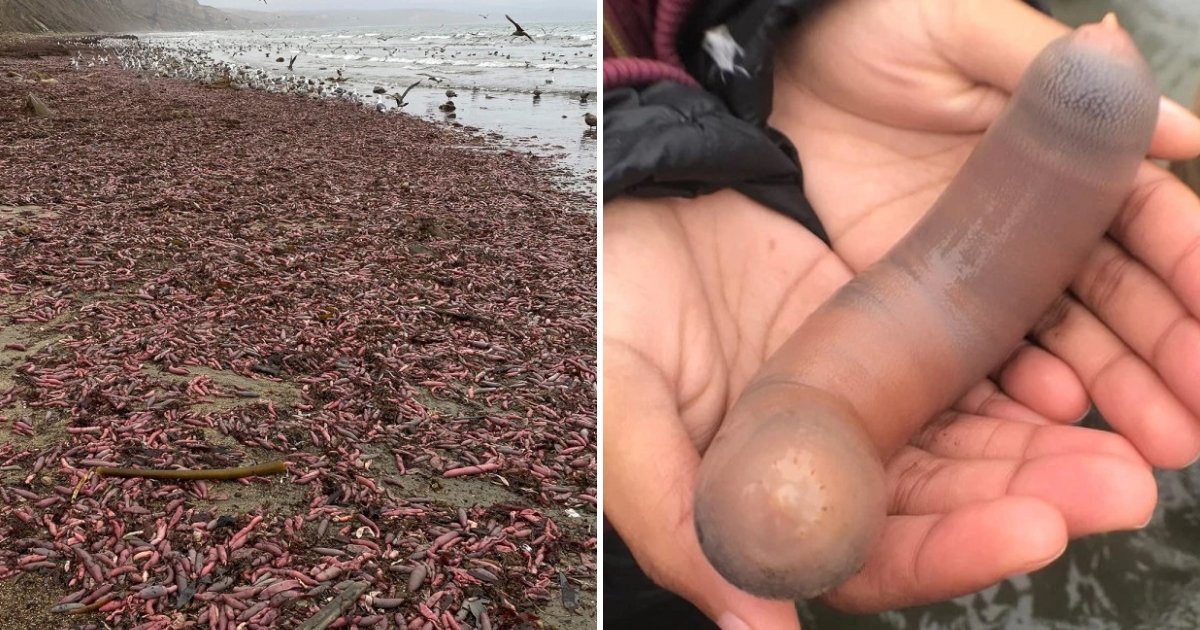 5 48.jpg?resize=412,232 - 캘리포니아 해변 뒤덮은 'Penis fish', 한국의 진미라 소개