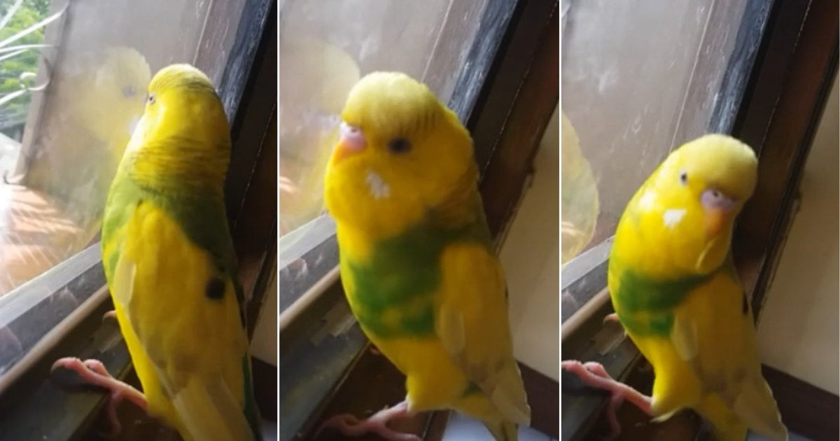 5 49.png?resize=1200,630 - Yellow-Green Parrot That Talks To Make Your Day