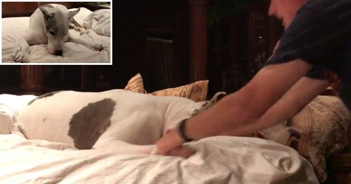 5 5.jpg?resize=412,275 - Great Dane Doesn't Let His Owner Make The Bed