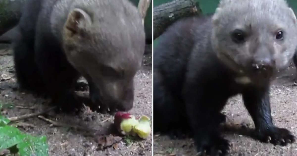 5 58.png?resize=412,275 - Lovable Creature Loves to Eat Sweet Potatoes After His Rescue