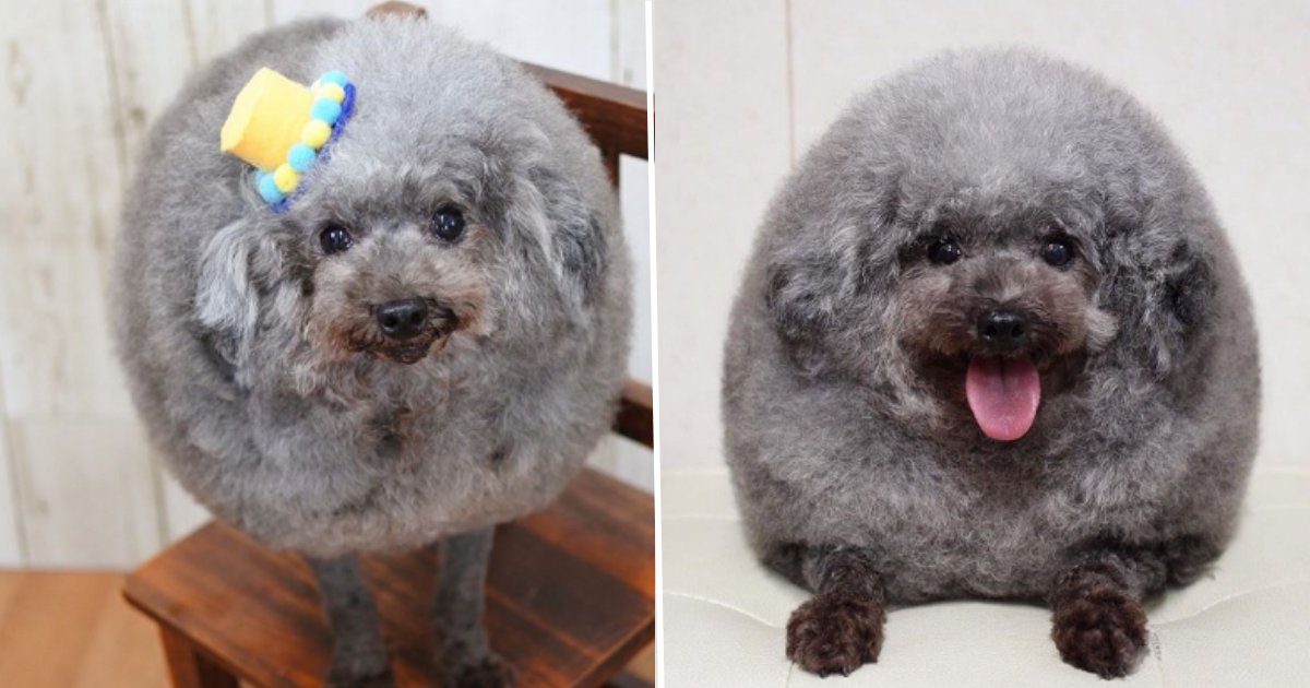 5 59.png?resize=412,232 - People Can’t Stop Talking About How Adorable This Dog Looks After Grooming