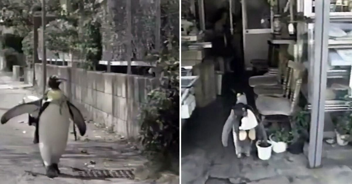 5 72.jpg?resize=412,275 - Story of Penguin Lala and His Tiny Backpack