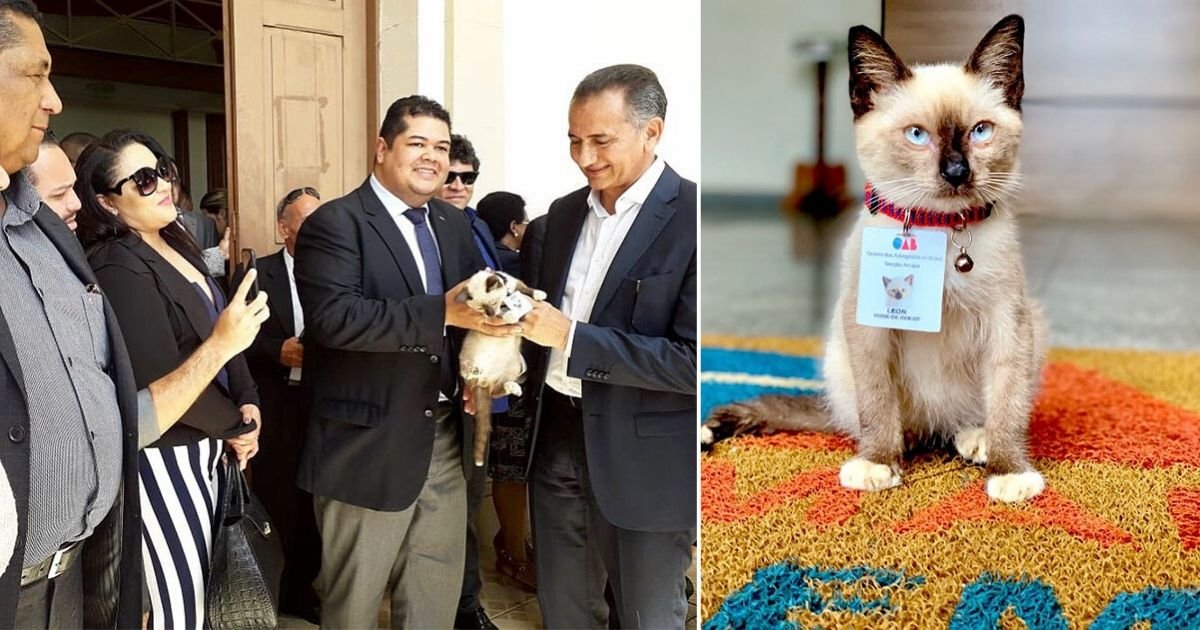 5 78.jpg?resize=412,275 - People Complained About a Stray Cat Roaming Around in a Law Firm, So the Firm Decided to Hire Him