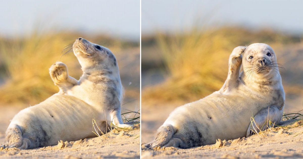 51 2.png?resize=412,275 - Adorable Baby Seal Captured Sunbathing In the Sand