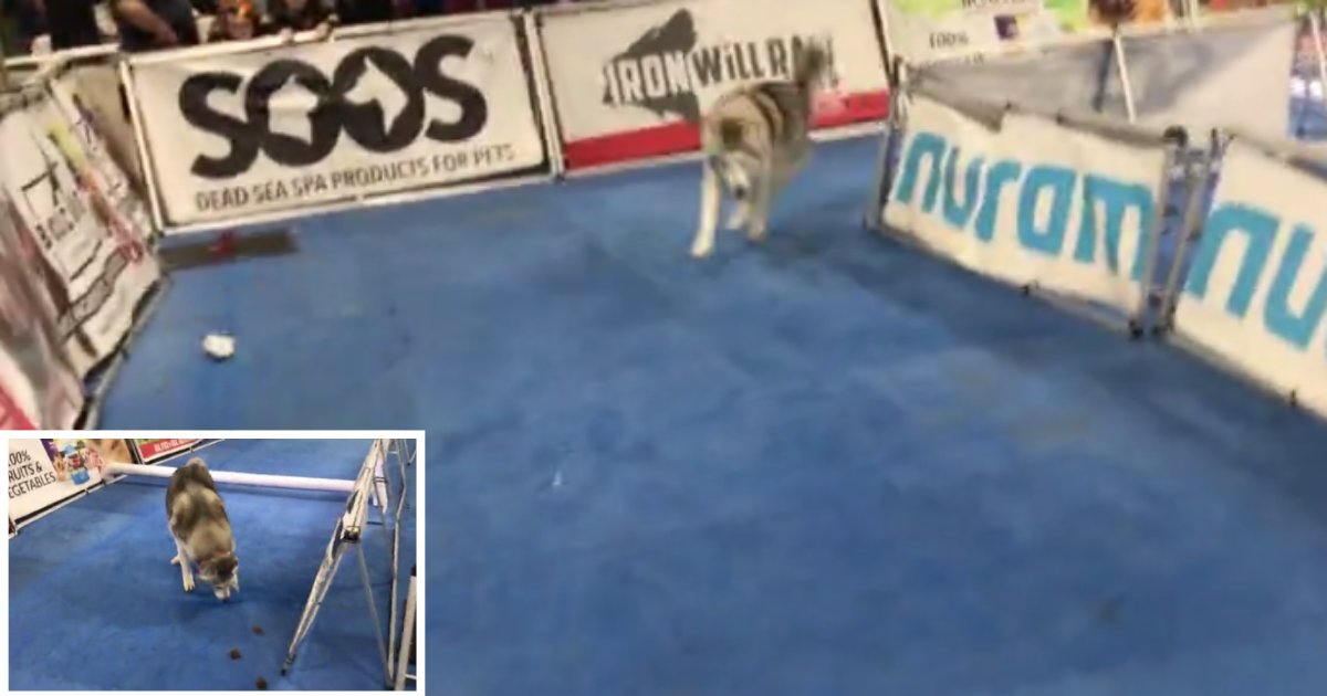 6 2.png?resize=412,275 - Stubborn Husky Does Not Listen and Fails Epically