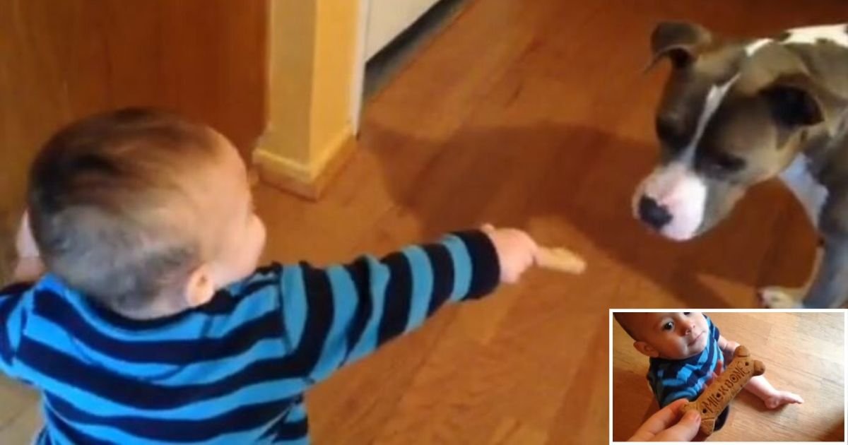 6 21.jpg?resize=412,275 - A Pitbull Gets Super Excited After Receiving a Milk Bone From The Baby