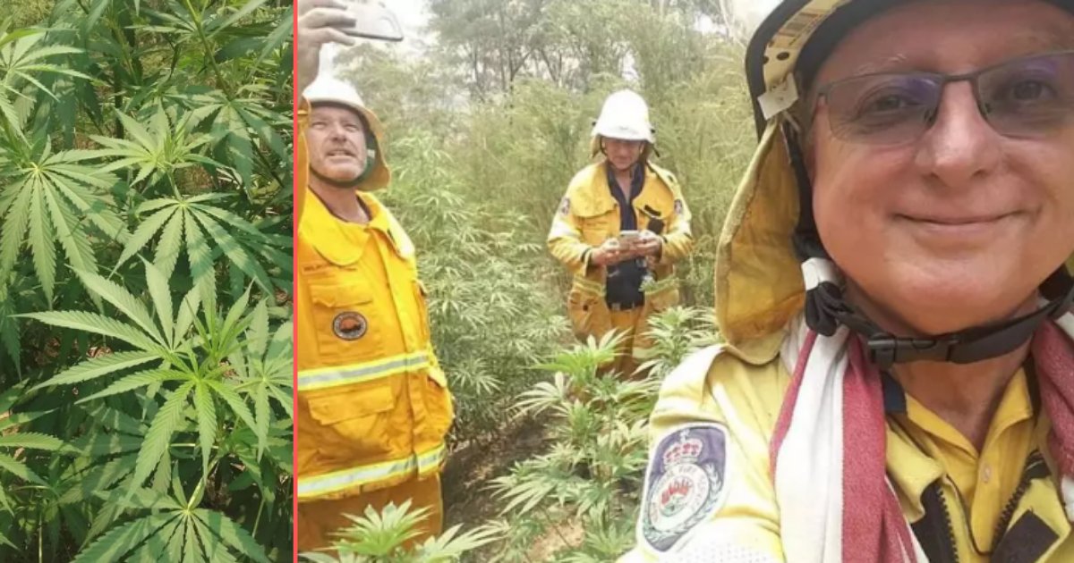 6 39.png?resize=1200,630 - Fighting Bushfires Firefighters Found A Huge Cannabis Crop 