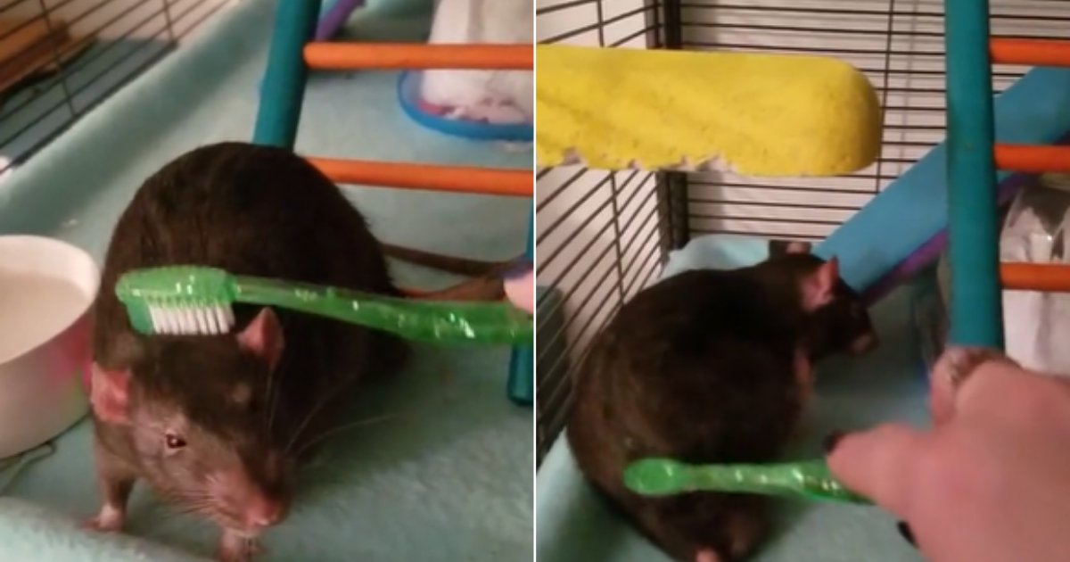 6 42.png?resize=1200,630 - Adorable Reactions of a Pet Rat Being Pampered By Its Owner